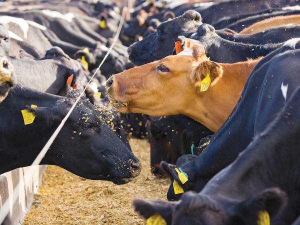 Improved crop stress tolerance