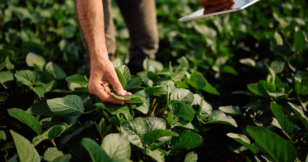 Plant vigour