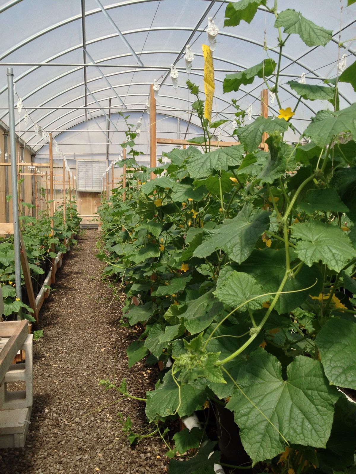 Legumes