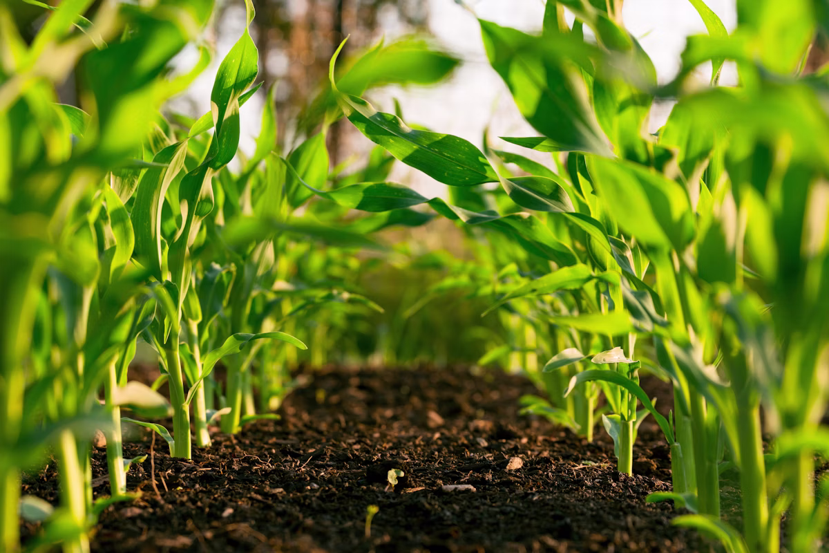 Commercial crop production